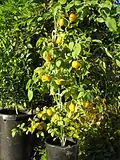 A 'Manzano' pepper plant with ripe pods