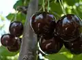 Ripe sour cherries, Hungary