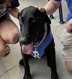 A black black Labrador Retriever smiling with its tongue out while being pet