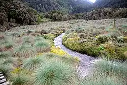 A small stream flowing through marshy land