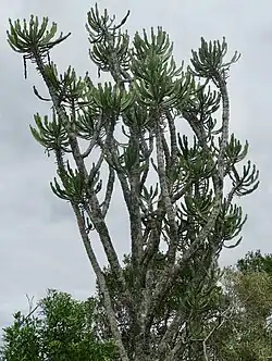 River Naboom (Euphorbia triangularis)