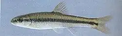 side view of a common North American minnow