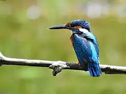 Kingfisher attraction