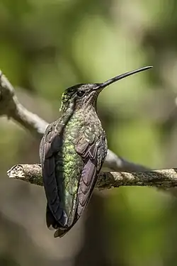 female, rear view