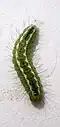 Larva