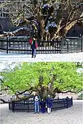 450-year-old Robinia pseudoacacia