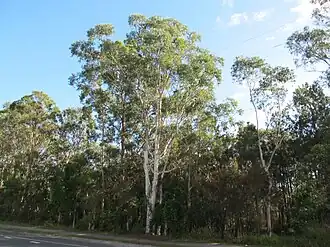 Bush along Underwood Road, 2013
