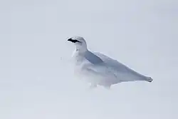 Rock ptarmigan, Stelvio National Park