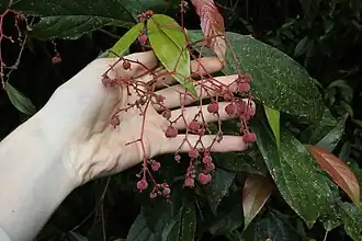 Fruit