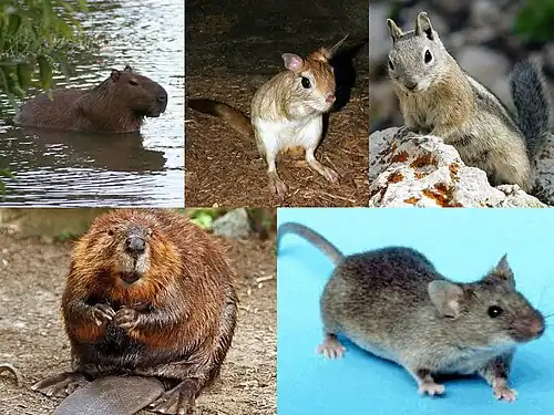 five rodent images