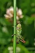 Female