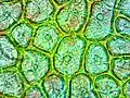 Roma tomato skin cells at 600x magnification
