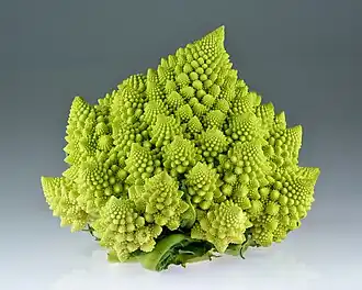 Fractal spirals: Romanesco broccoli showing self-similar form