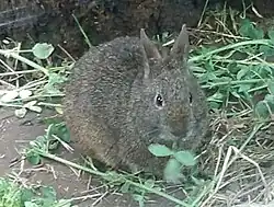 A volcano rabbit with a plant in its mouth