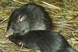 Brown rats