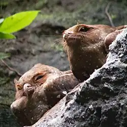 Oilbirds roosting on a more open ledge in Ecuador