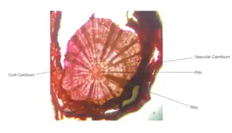 Root Cross Section of Buxus microphylla