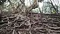 Roots of trees near Guna cave