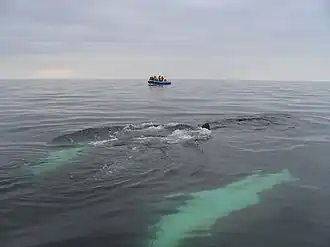 Whale Research Expeditions by Mingan Island Cetacean Study (MICS),[120] Gulf of St. Lawrence, Canada