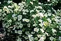 shrub (Real Jardín Botánico de Madrid, Spain)
