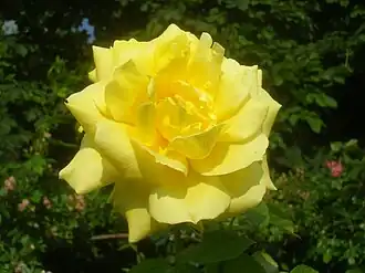 'Oregold'