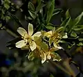 Rosa banksiae var. normalis
