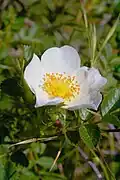 "flower"