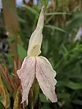Gestreept Group