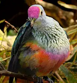 Rose-crowned fruit dove