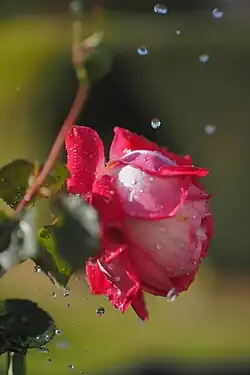 Rose with water drops in sun light, ISO speed&nbsp;=&nbsp;200, exposure time&nbsp;=&nbsp;1/8000&nbsp;s, exposure value&nbsp;=&nbsp;12.5.
