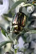 Rosemary beetle, on Rosmarinus officinalis in Molyvos, Greece