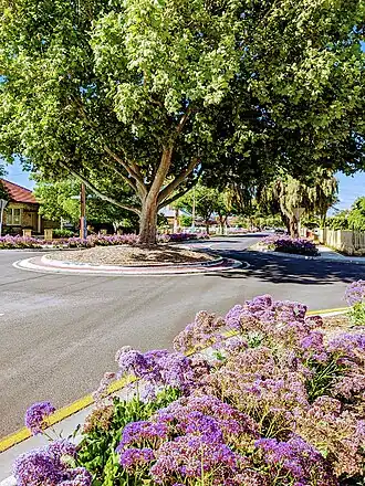 Rosetta Street looking north