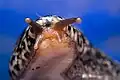 Face of the slug in Bariloche, Argentina.