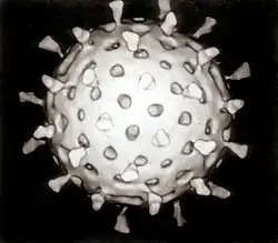 A single particle; it is spherical and has regularly spaced, short protrusions on its surface