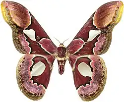 Rothschildia erycina