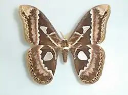 Rothschildia maurus