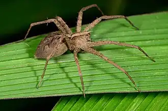 female