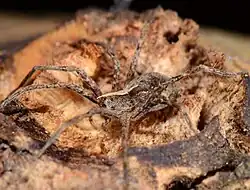 female
