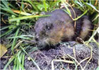 Brown muskrat