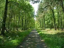 Royal forest of Cerisy
