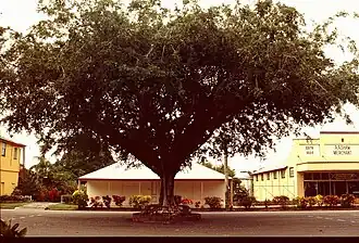 Row of Street Trees, 2003