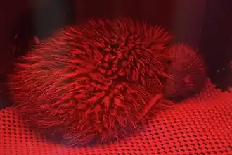 Chick in brood box