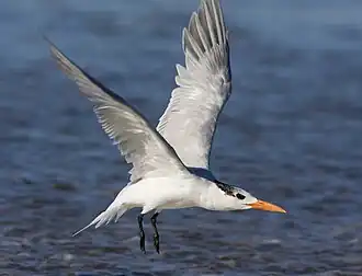 In flight at Morro Bay, California