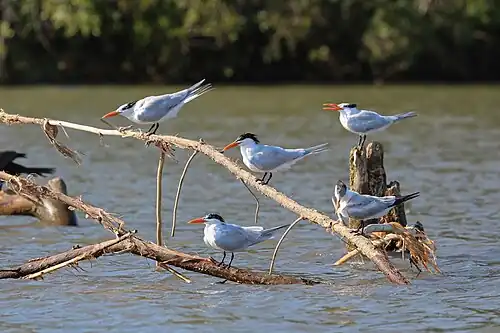Group of royal terns in Tárcoles River, Costa Rica