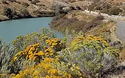 A plant in bloom along a river and trail