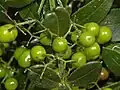 Fruits of Rubia peregrina