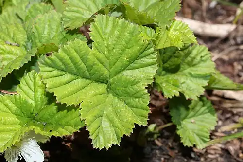 Leaves
