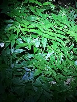 Habit