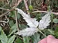 Underside of leaf
