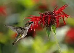 Visited by a hummingbird